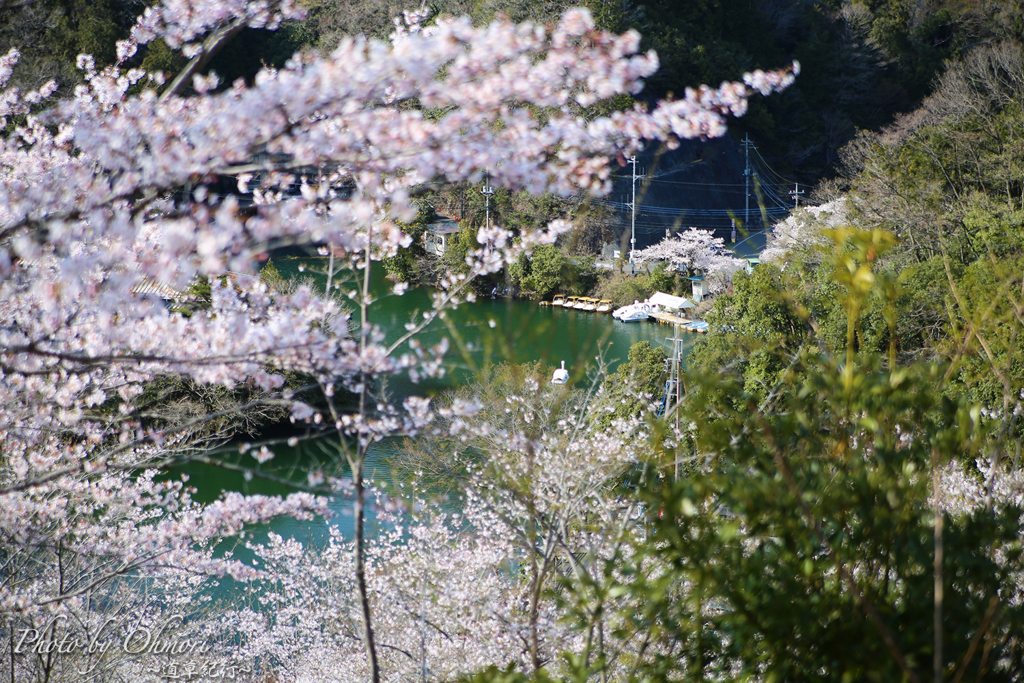 湖畔の桜