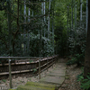 竹林