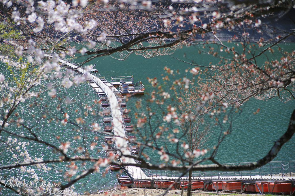 春の浮き橋