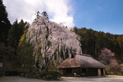 枝垂れ桜