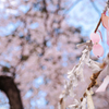 結び所　桜