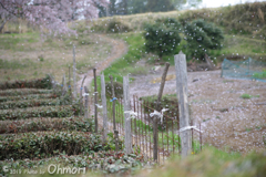 桜吹雪