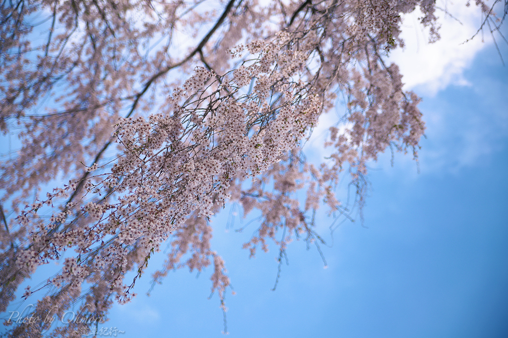 枝垂れ桜