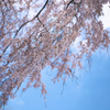 枝垂れ桜