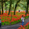 曼珠沙華公園