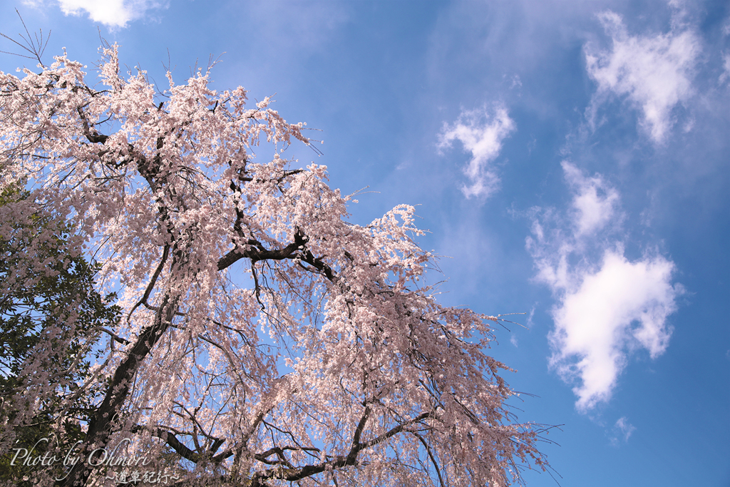 枝垂れ桜