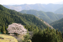 山里の一本桜