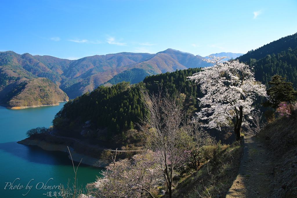 一本桜