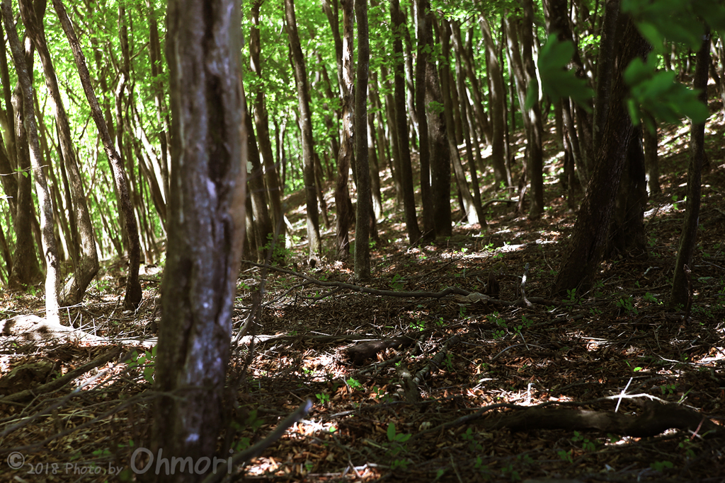 有馬峠　木々