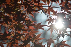 春の紅葉♪