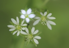 小さな花はチョウカイフスマ  他はハコベラ