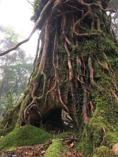 屋久島の名もない杉