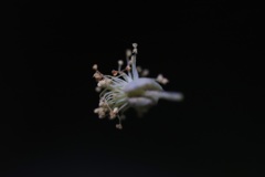 蜘蛛の糸