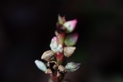 花撮
