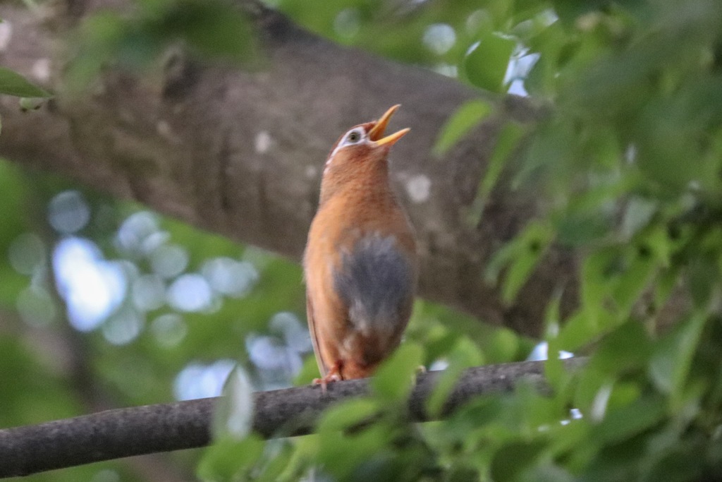 ガビチョウ