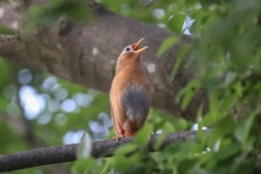 ガビチョウ