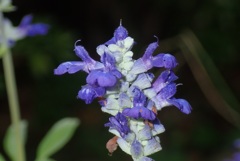 花撮