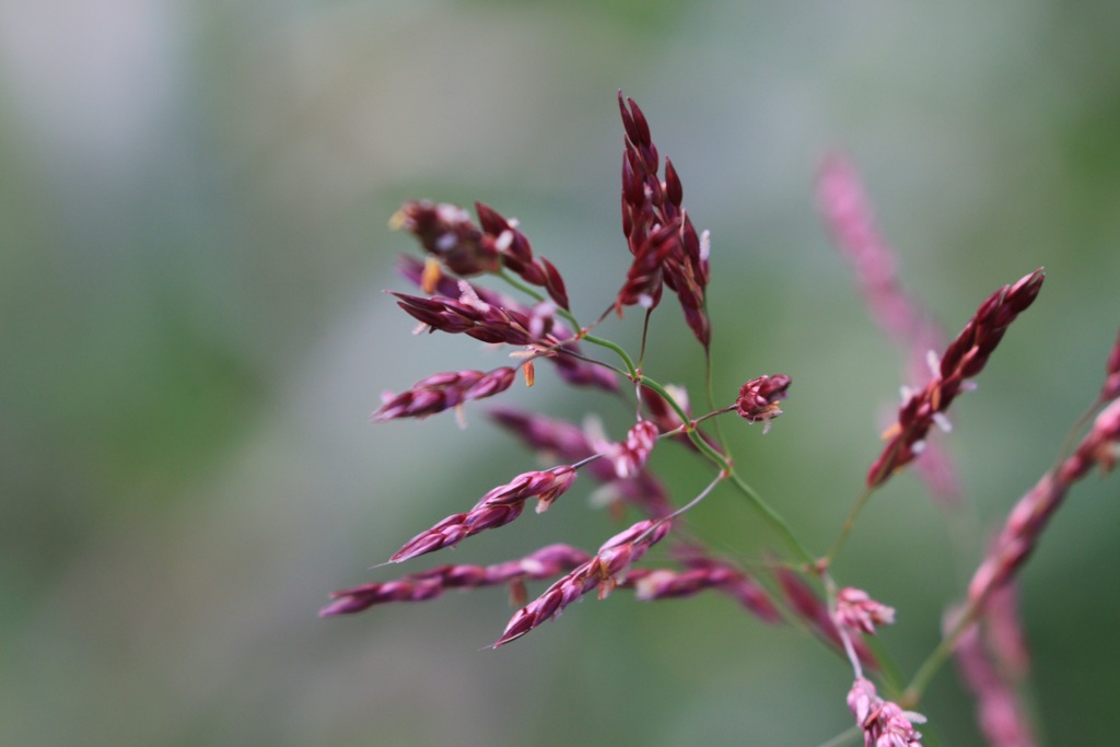 花撮