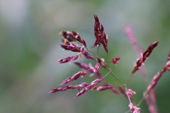 花撮