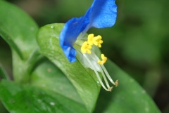 花撮