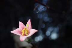 花撮