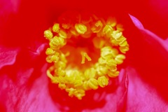 花撮