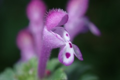 花撮