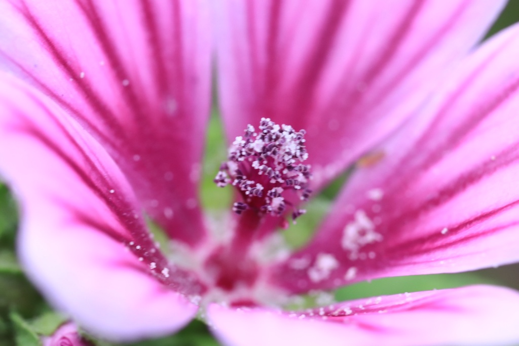 花粉