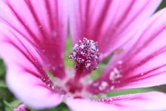 花粉