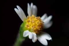 花撮