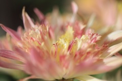 花撮