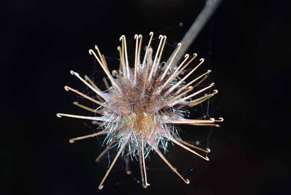 花撮
