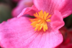花撮