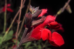 花撮