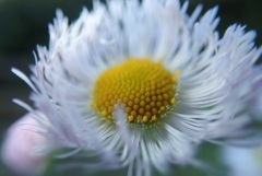 花撮