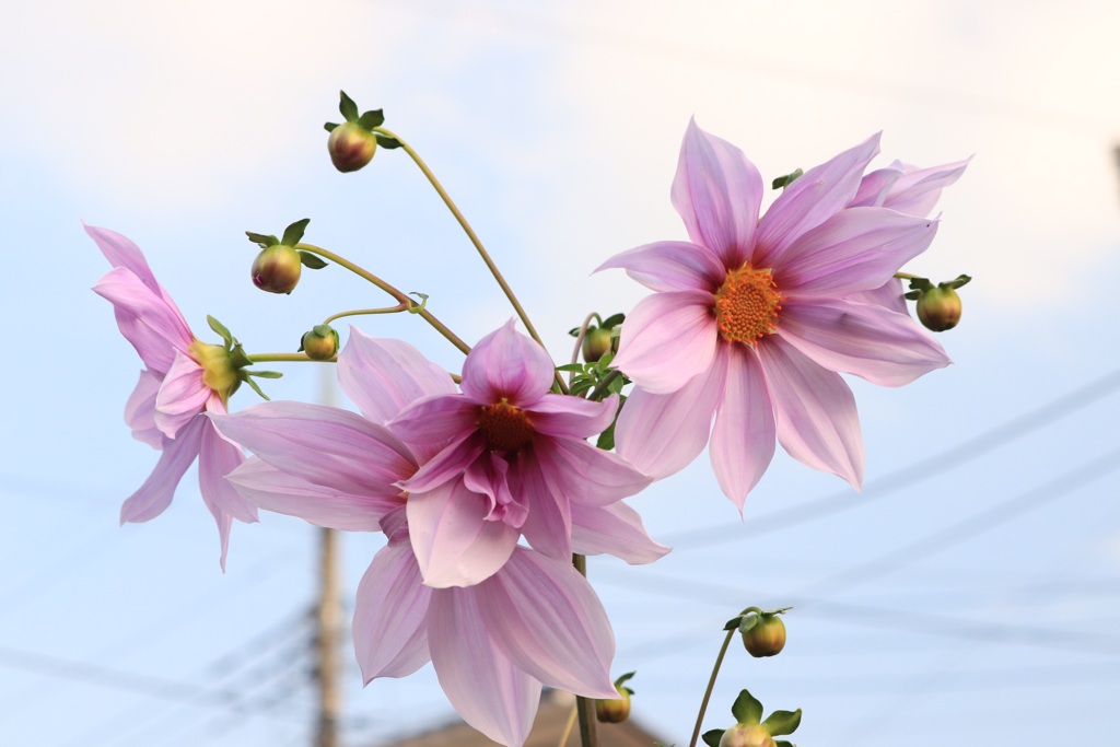 花撮