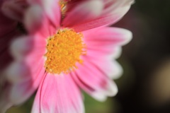 花撮
