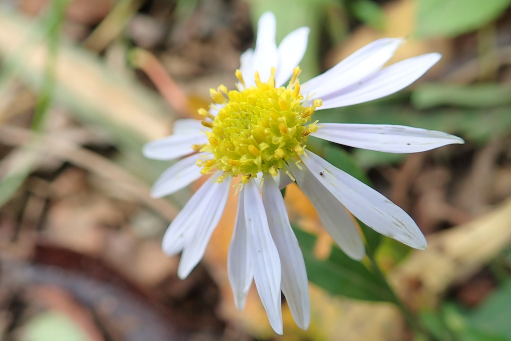 花撮