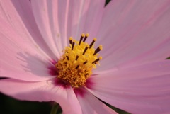花撮