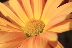花撮