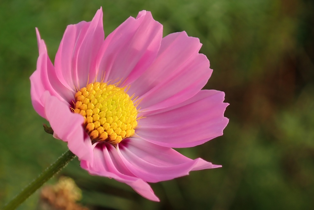 花撮