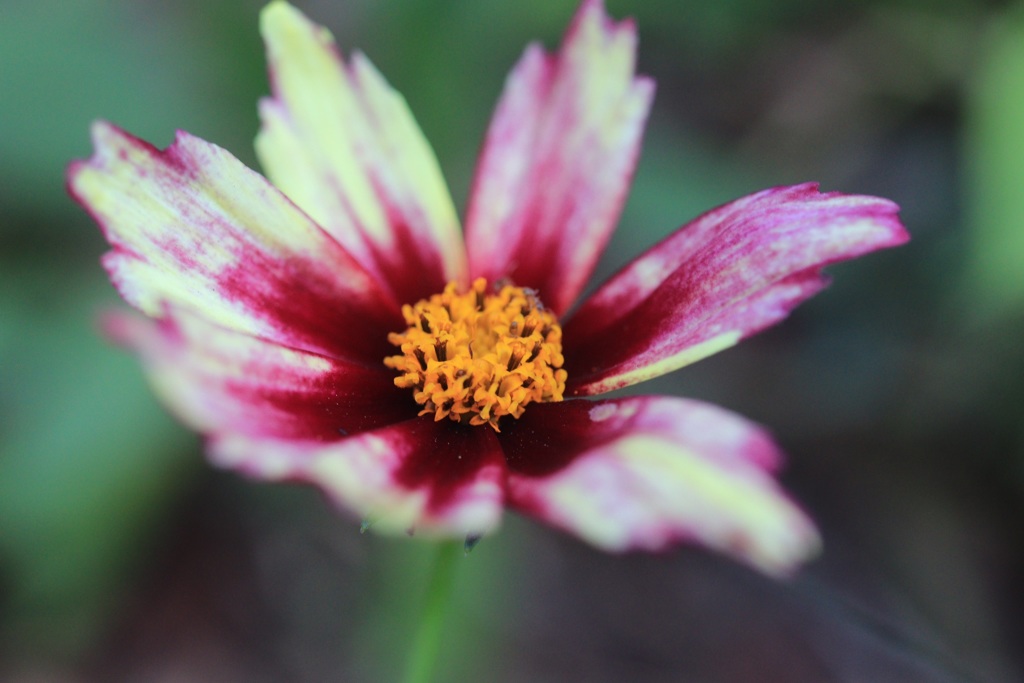花撮