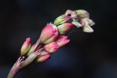 花撮