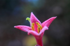 花撮