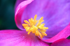 花撮