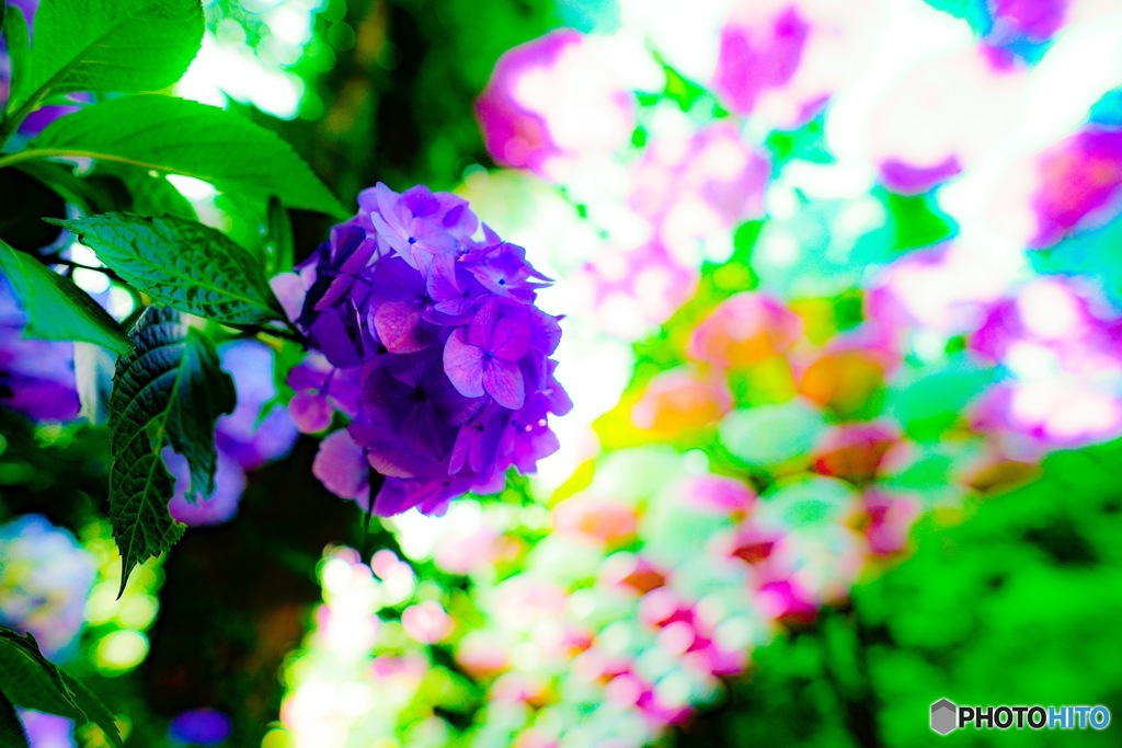 紫陽花