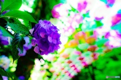 紫陽花