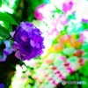 紫陽花