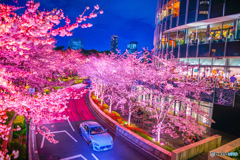 夜桜