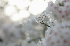 ひょっこり・・